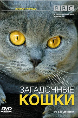 BBC: Загадочные кошки  онлайн